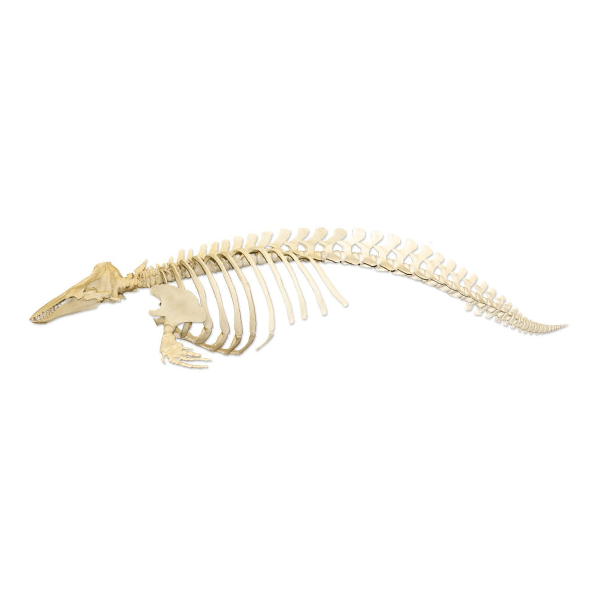 Skulls & Skeletons