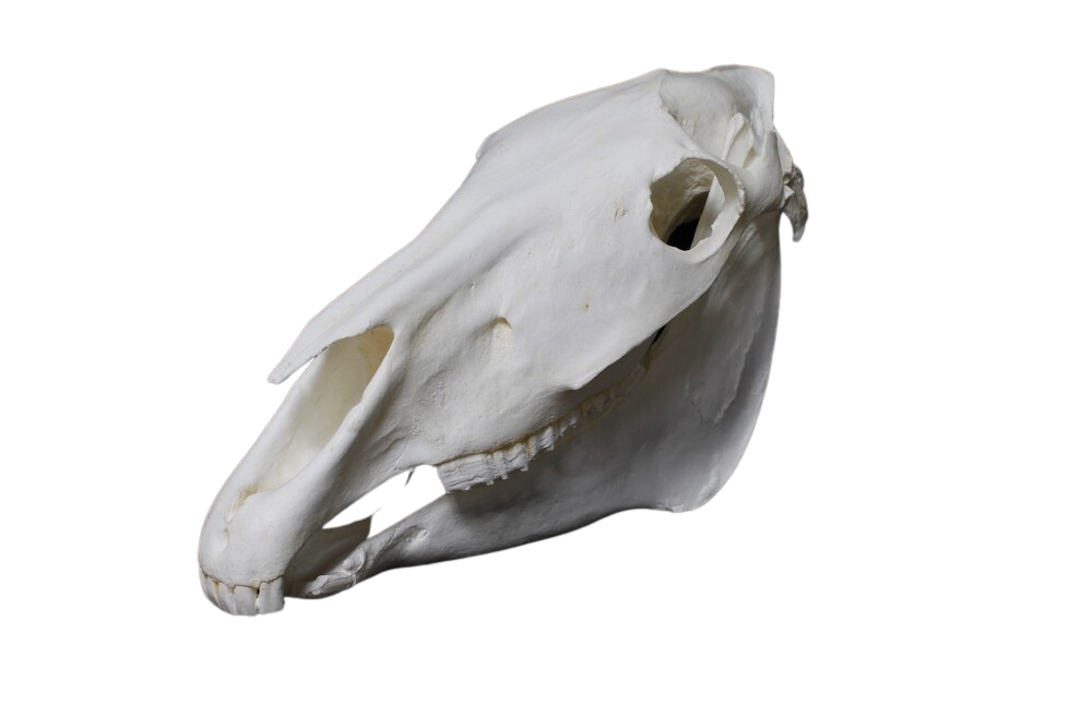 Replica Horse Skull
